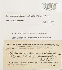 Drepanocladus aduncus var. kneiffii image