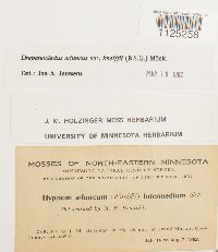 Drepanocladus aduncus var. kneiffii image