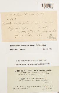 Drepanocladus aduncus var. kneiffii image