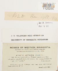 Drepanocladus aduncus var. kneiffii image