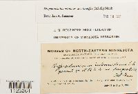 Drepanocladus aduncus var. kneiffii image