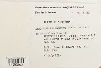 Drepanocladus aduncus var. kneiffii image