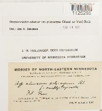 Drepanocladus aduncus var. polycarpon image