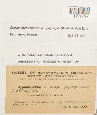 Drepanocladus aduncus var. polycarpon image