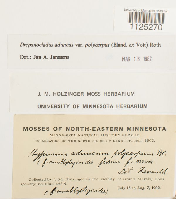Drepanocladus aduncus var. polycarpus image