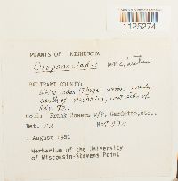 Sanionia uncinata var. uncinata image