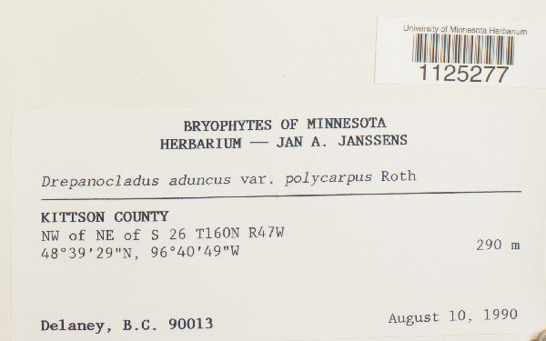 Drepanocladus aduncus var. polycarpon image