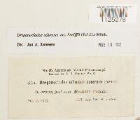 Drepanocladus aduncus var. kneiffii image