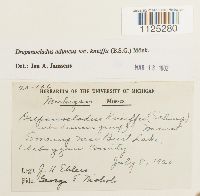 Drepanocladus aduncus var. kneiffii image