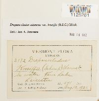 Drepanocladus aduncus var. kneiffii image