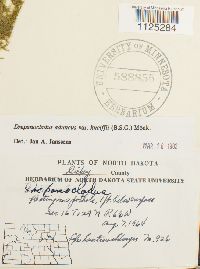 Drepanocladus aduncus var. kneiffii image