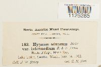 Drepanocladus aduncus var. kneiffii image