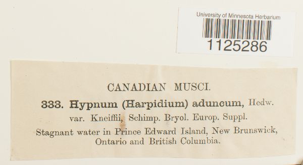 Drepanocladus aduncus var. kneiffii image
