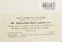Drepanocladus aduncus image