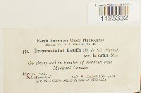 Drepanocladus aduncus var. kneiffii image