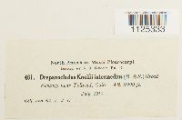 Drepanocladus aduncus var. kneiffii image