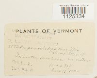 Drepanocladus aduncus var. kneiffii image