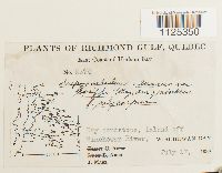 Drepanocladus aduncus var. kneiffii image