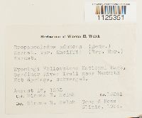 Drepanocladus aduncus var. kneiffii image