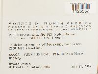 Drepanocladus aduncus var. kneiffii image