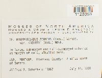 Drepanocladus aduncus var. kneiffii image