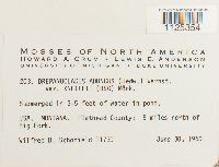 Drepanocladus aduncus var. kneiffii image