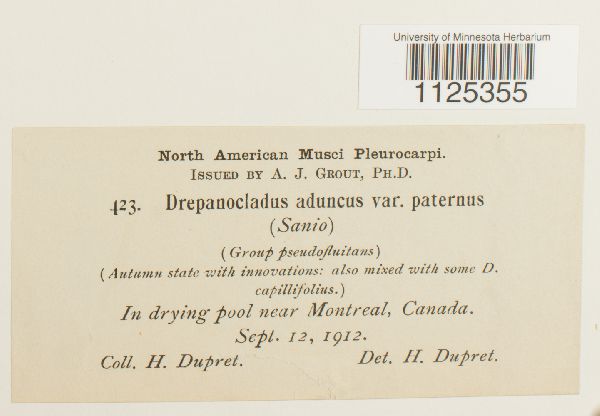 Drepanocladus aduncus var. paternus image