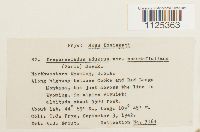 Drepanocladus aduncus var. aduncus image