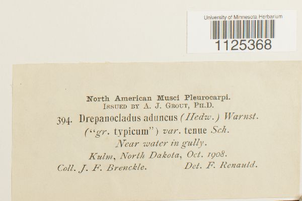 Drepanocladus aduncus var. tenuis image