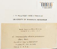 Drepanocladus aduncus image
