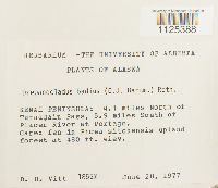 Loeskypnum badium image