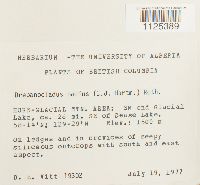 Loeskypnum badium image