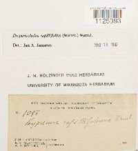 Drepanocladus capillifolius image