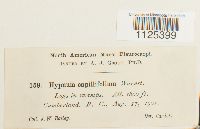 Drepanocladus capillifolius image