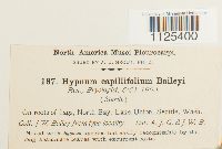 Drepanocladus capillifolius image