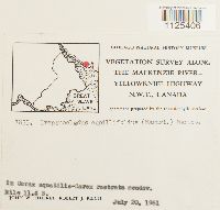 Drepanocladus capillifolius image