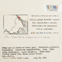 Warnstorfia exannulata var. exannulata image