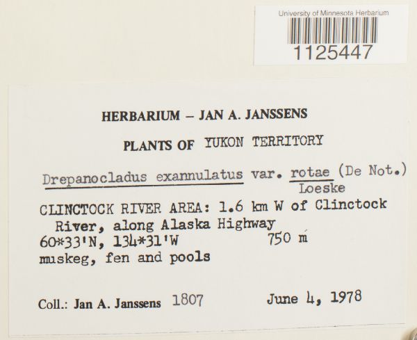 Sarmentypnum exannulatum image