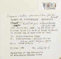 Warnstorfia exannulata var. exannulata image