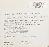Warnstorfia fluitans var. fluitans image
