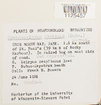 Warnstorfia fluitans var. fluitans image