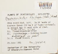 Warnstorfia fluitans var. fluitans image