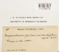 Media resource of Drepanocladus fluitans