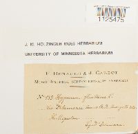 Warnstorfia fluitans var. fluitans image