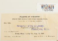 Warnstorfia fluitans var. fluitans image
