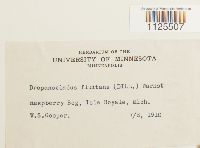 Warnstorfia fluitans var. fluitans image