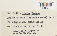 Warnstorfia fluitans var. fluitans image