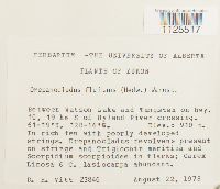 Warnstorfia fluitans var. fluitans image