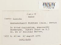Warnstorfia fluitans var. fluitans image