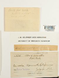 Distichium inclinatum image